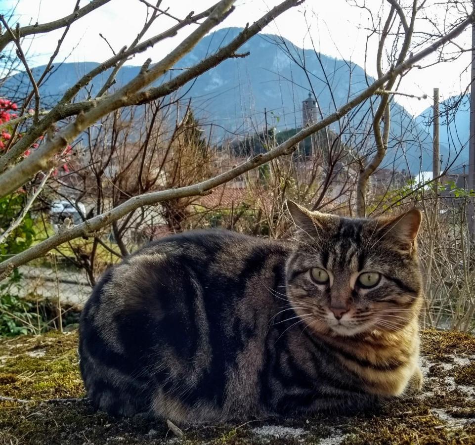 Le Nopal Bleu Daire Tarascon-sur-Ariège Dış mekan fotoğraf